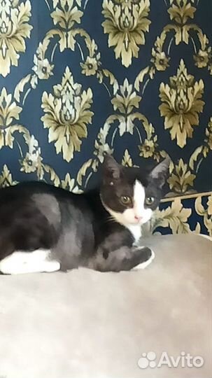 Котенок в добрые руки