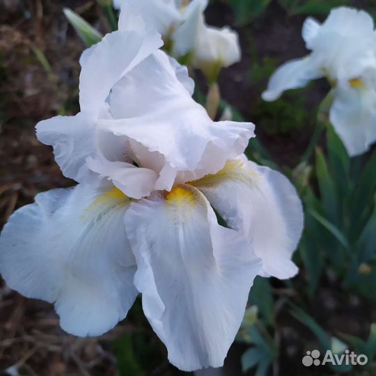Ирисы бородатые