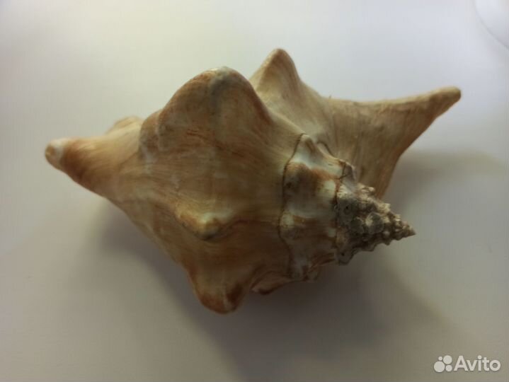 Ракушка морская большая