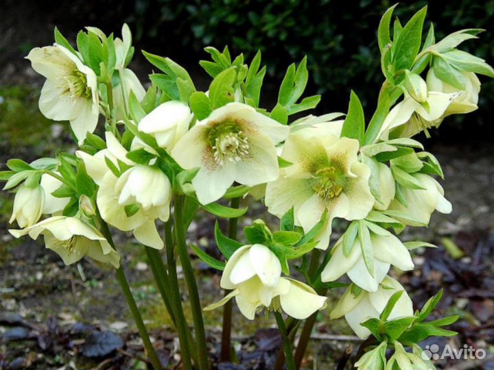 Морозник, сныть, вербейник