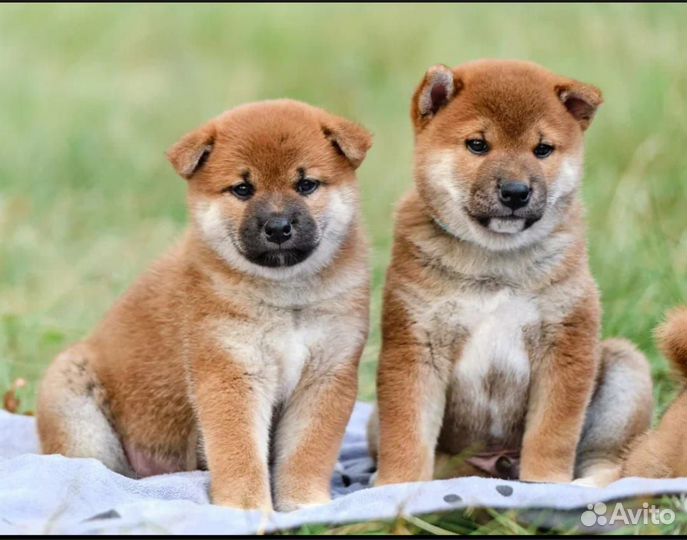 Продаются щенки сиба-ину