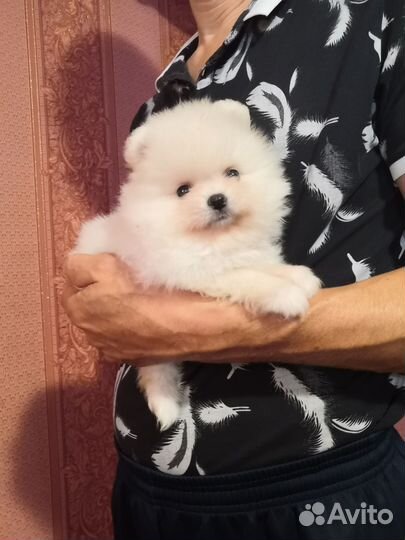 Померанский шпиц медвежьего типа