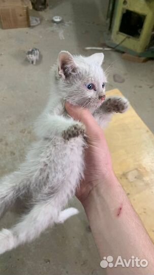 Кошка (отдам в добрые руки)