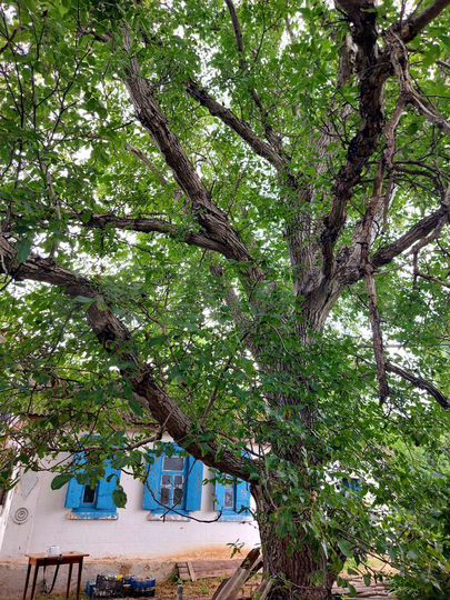 Дом 50 м² на участке 28 сот.