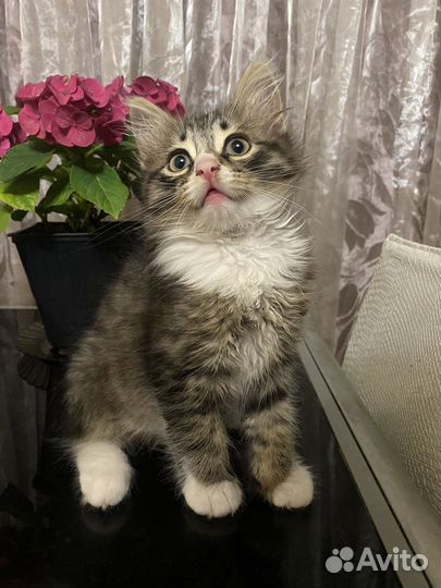 Кошка в дар