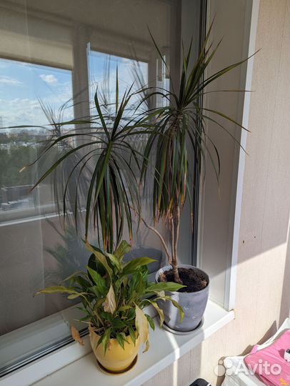 Пальма драцена маргината