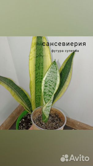 Сансевиерии, калатеи, клеродендрум уоллича и др