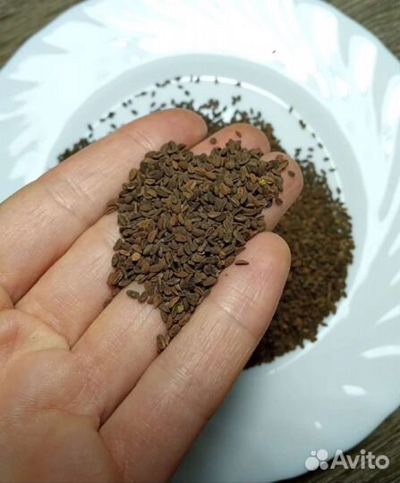 Семена Фацелии и Рапса