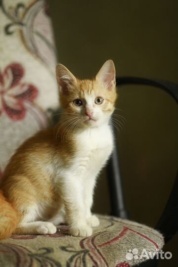 Рыжий котенок в добрые рук