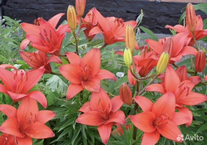 Лилия гибрид; Анемона