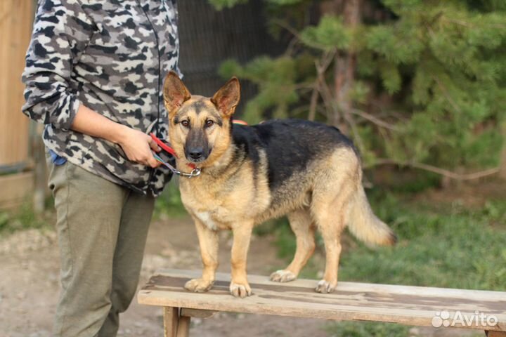 Корги-овчарка Ляля, маленькая ласкушка, в дар