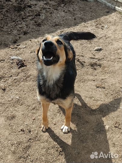 Щенульки подростки в добрые руки