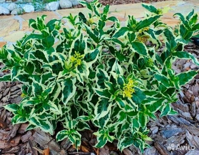 Многолетники