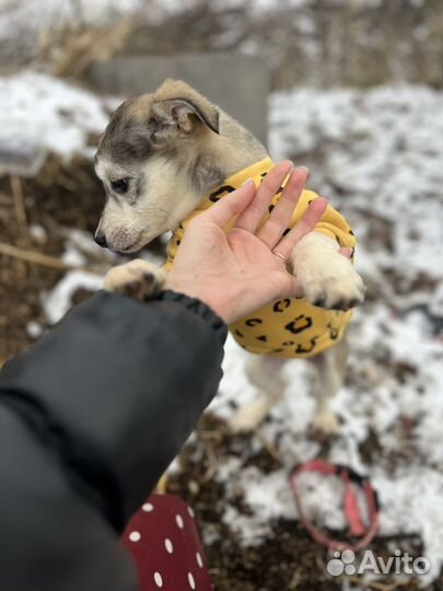 Щенок в добрые руки