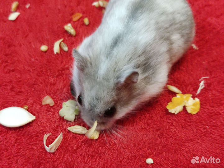 Красивые джунгарские хомячки из питомника