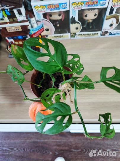 Монстера манки