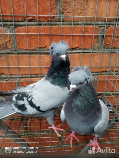 Продажа голубей