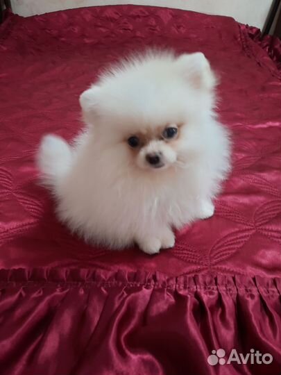 Шпиц (померанский ) малышка