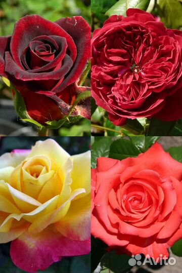 Продается роза на осень 2024