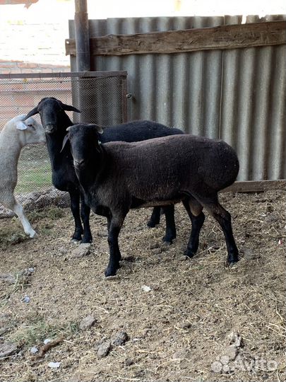 Гисары арашаны Бараны баранчики овцы ягнята