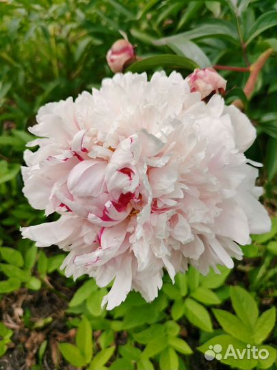 Цветы пионы