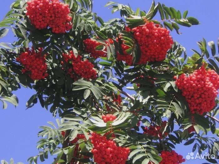 Саженцы Рябина сортовая Алая Крупная и Невежинская