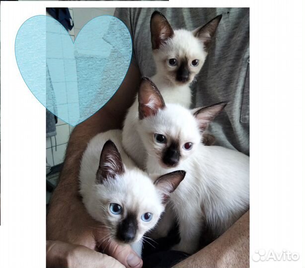 Тайская принцесса (котенок)