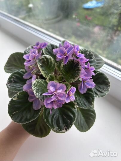 Детки сортовых фиалок