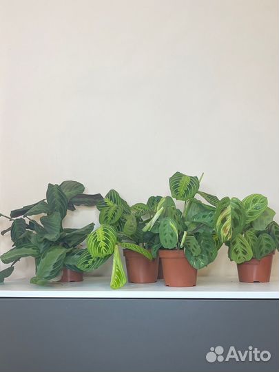 Маранты, комнатное растение