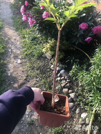 Аморфофаллус