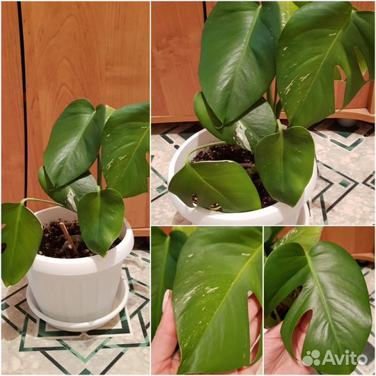 Комнатные растения