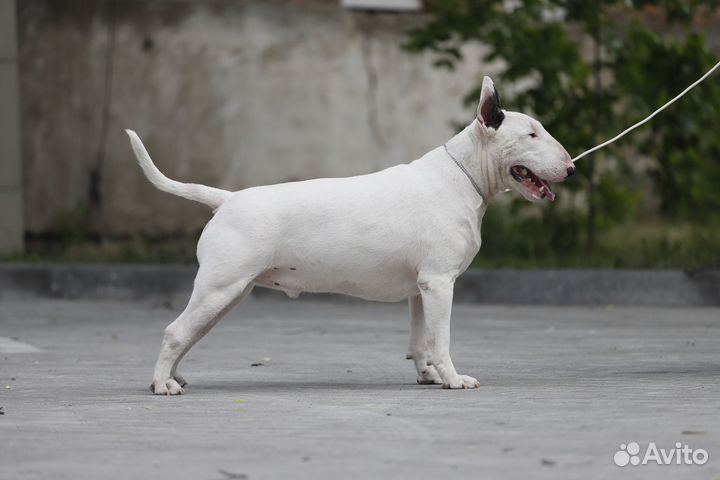 Открыт для вязок бультерьер