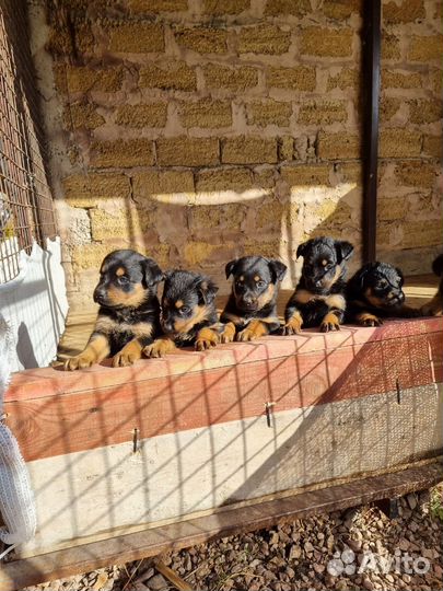 Щенки метисы ротвейлера