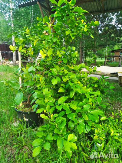 Павловский лимон 17 лет