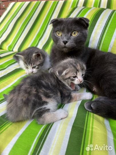 Шотландская вислоухая кошка