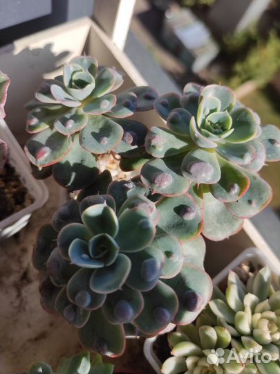 Суккуленты коллекционные