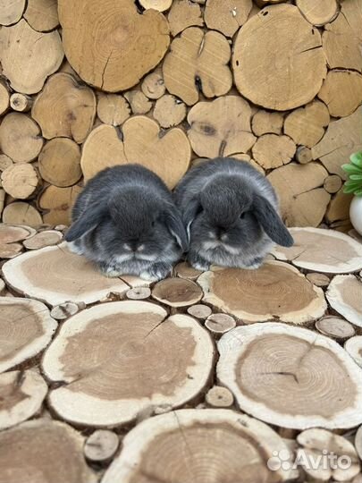 Карликовый вислоухий кролик большой выбор