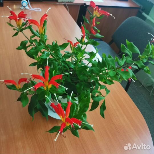 Эсхинантус - рыбка