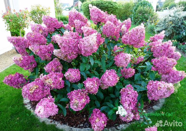 Саженцы Гортензии метельчатой, крупнолистной