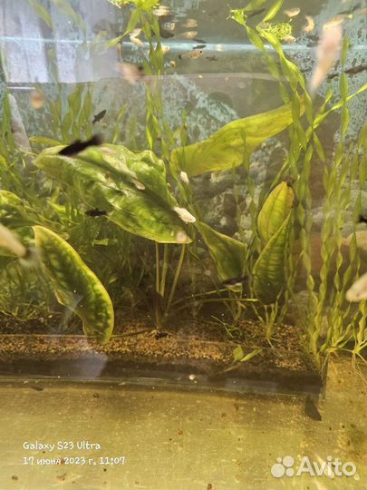 Снежинки валлиферы