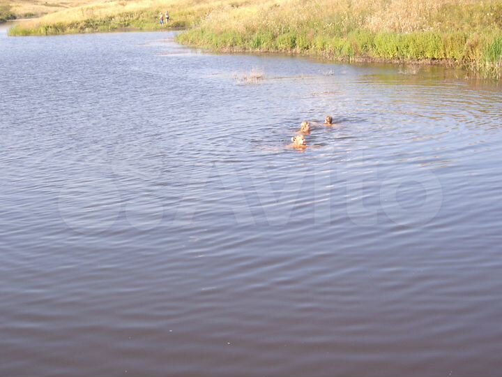 Участок 20 га (СНТ, ДНП)