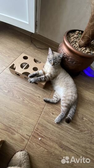 Кошка охотница