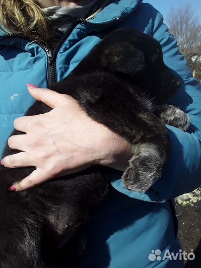 Ищу добрый дом