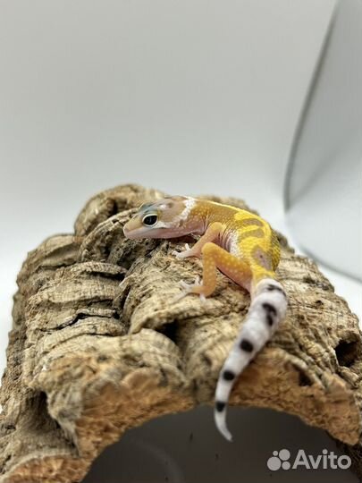 Эублефар малыши