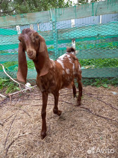 Козлик камори 5мес