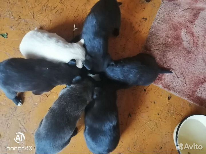 Щенки лабрадора в добрые руки