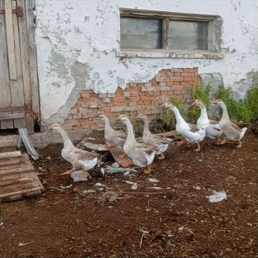 Гуси