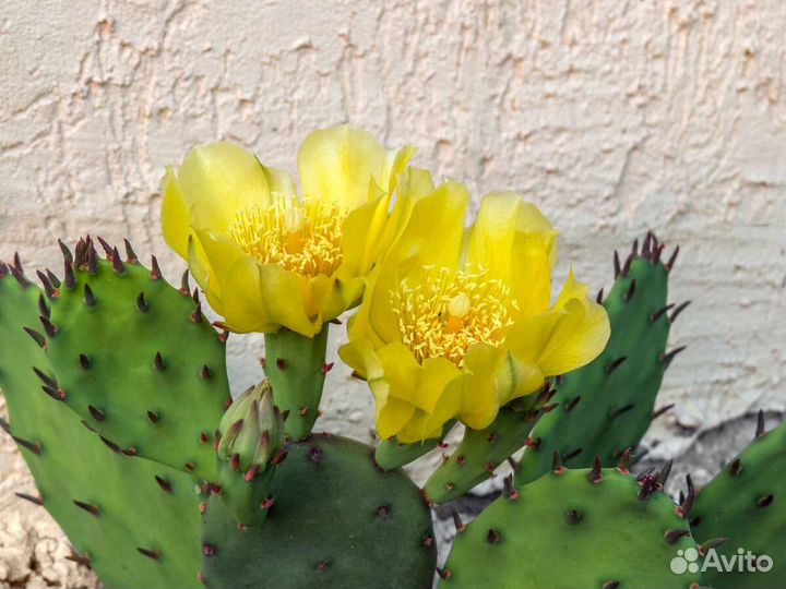 Кактус опунция морозостойкая