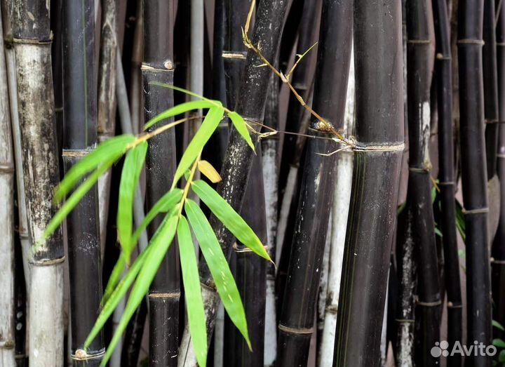 Бамбук черный - высота 1.2-1.5 м