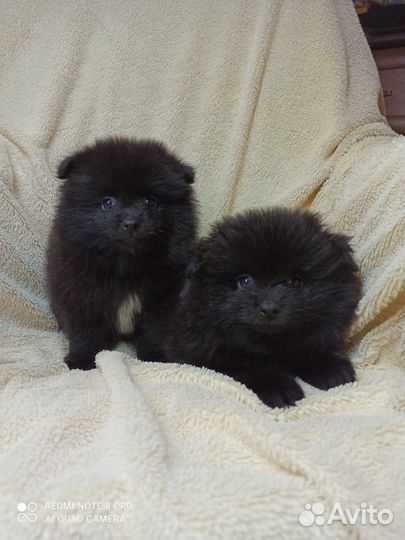 Щенки шпица